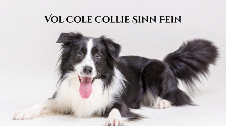 Vol Cole Collie Sinn Fein