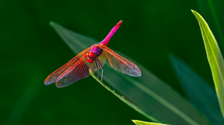 Whitgift Firefly